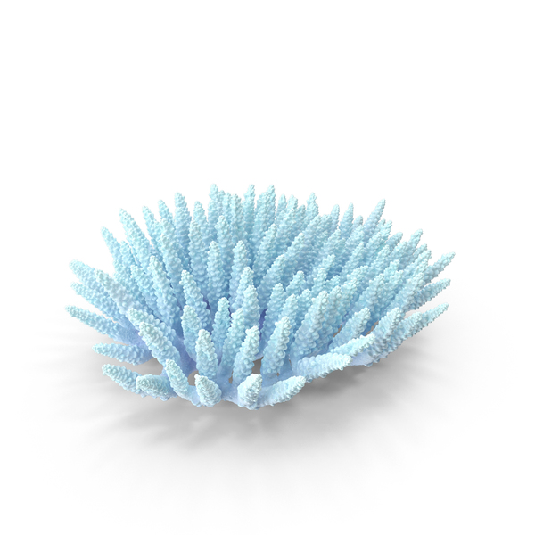 Coral Reef: Сoral PNG & PSD Images Coral Reef: Сoral PNG & PSD Images