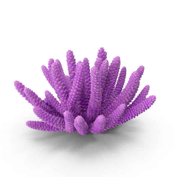 Сoral Coral Reef: Сoral PNG & PSD Images Сoral Coral Reef: Сoral PNG & PSD Images