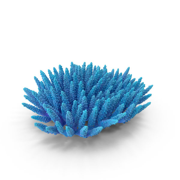 Coral Reef: Сoral PNG & PSD Images Coral Reef: Сoral PNG & PSD Images