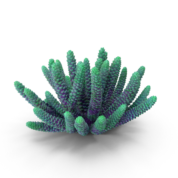 Сoral Coral Reef: Сoral PNG & PSD Images Сoral Coral Reef: Сoral PNG & PSD Images