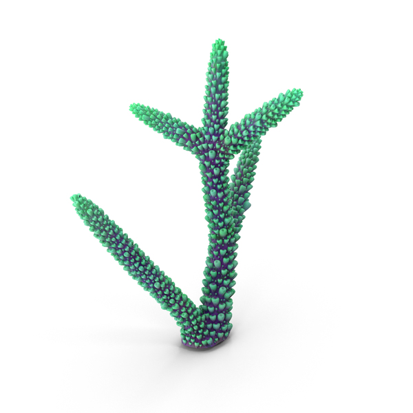Finger Coral: Сoral PNG & PSD Images Finger Coral: Сoral PNG & PSD Images
