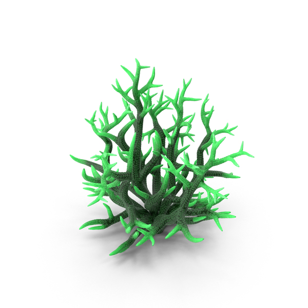 Coral Reef: Сoral Green PNG & PSD Images Coral Reef: Сoral Green PNG & PSD Images