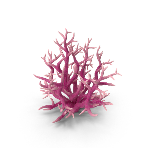 Coral Reef: Сoral Red PNG & PSD Images Coral Reef: Сoral Red PNG & PSD Images