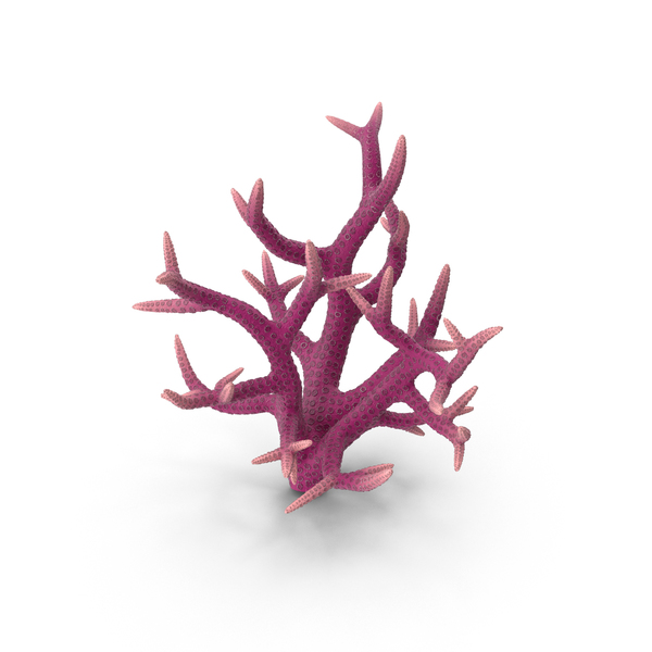 Coral Reef: Сoral Red PNG & PSD Images Coral Reef: Сoral Red PNG & PSD Images