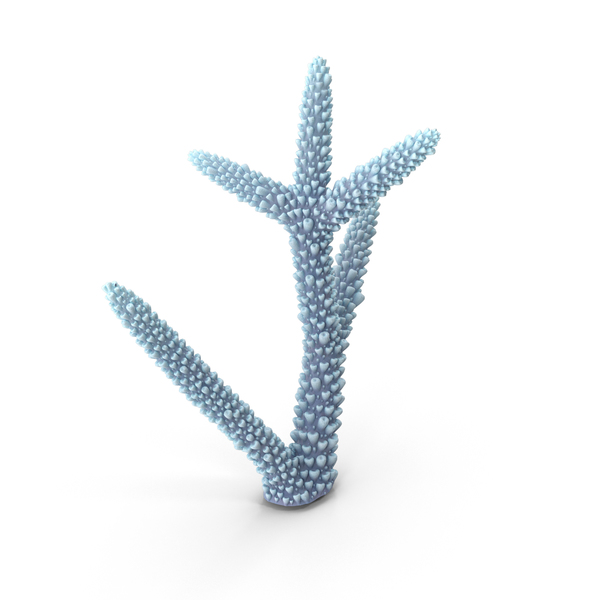 Сoral Finger Coral: Сoral White PNG & PSD Images Сoral Finger Coral: Сoral White PNG & PSD Images