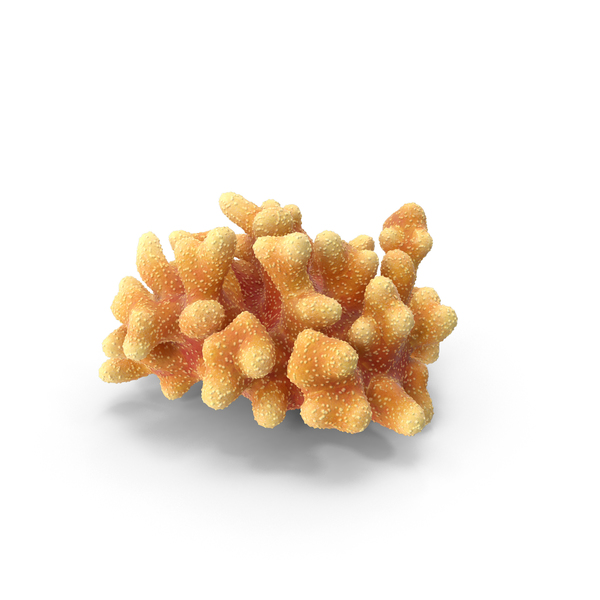 Сoral Coral Reef: Сoral Yellow PNG & PSD Images Сoral Coral Reef: Сoral Yellow PNG & PSD Images