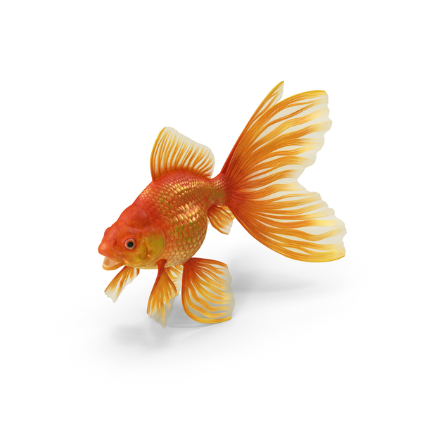 Orange Fancy Fantail Goldfish PNG & PSD Images Orange Fancy Fantail Goldfish PNG & PSD Images