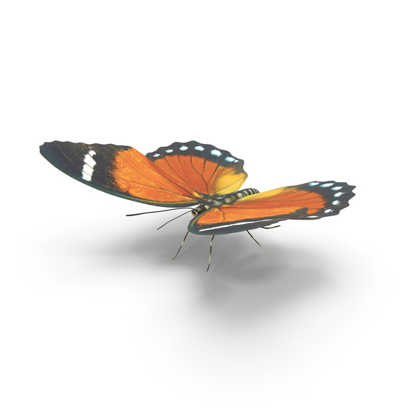 Insect: Orange Forester Butterfly PNG & PSD Images