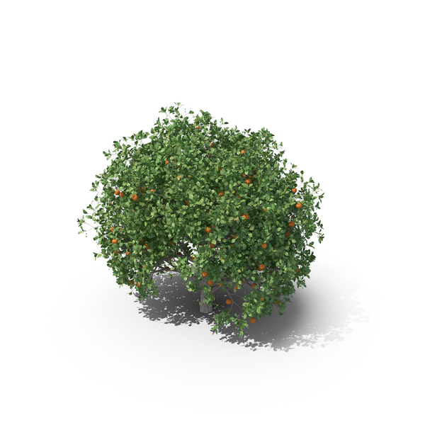 Orange Tree Png Images Psds For Download Pixelsquid Sc