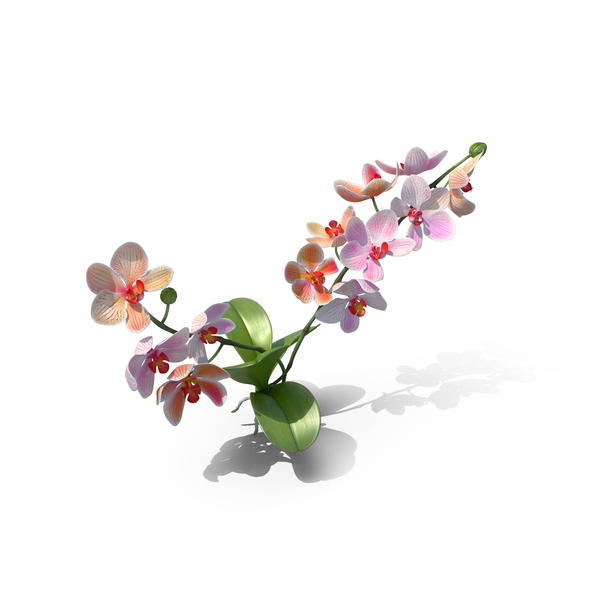 Orchid PNG & PSD Images Orchid PNG & PSD Images