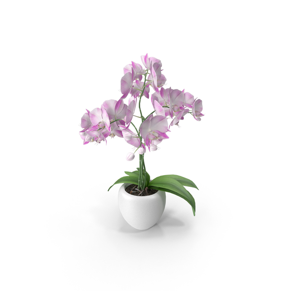 Orchid Flower PNG & PSD Images Orchid Flower PNG & PSD Images