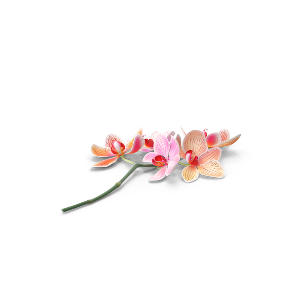 Orchid PNG & PSD Images Orchid PNG & PSD Images