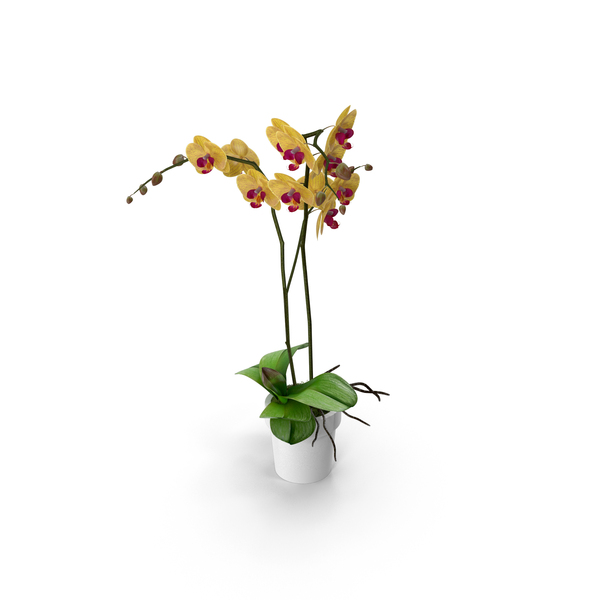 Orchid Moth Orange Pottery PNG & PSD Images