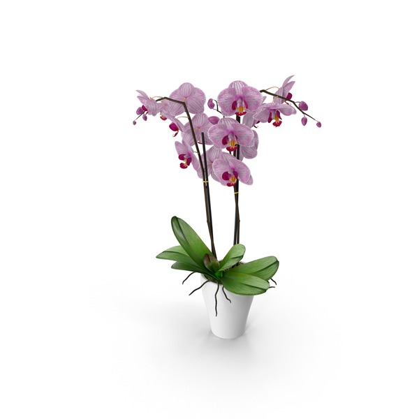 Orchid Moth Pottery PNG & PSD Images