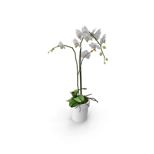 Orchid Moth White PNG & PSD Images Orchid Moth White PNG & PSD Images