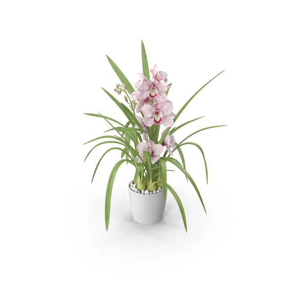 Orchid Pot Flower Pink Fur PNG & PSD Images Orchid Pot Flower Pink Fur PNG & PSD Images