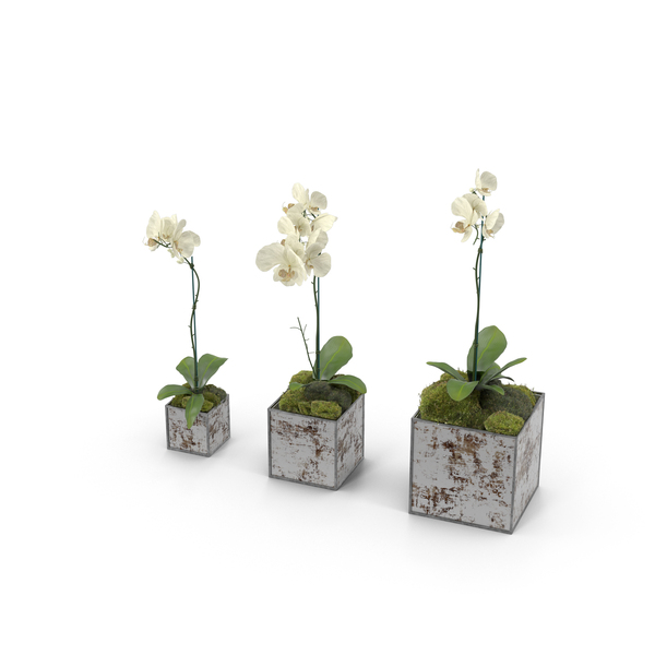 Orchid: Orchids in Planters PNG & PSD Images Orchid: Orchids in Planters PNG & PSD Images
