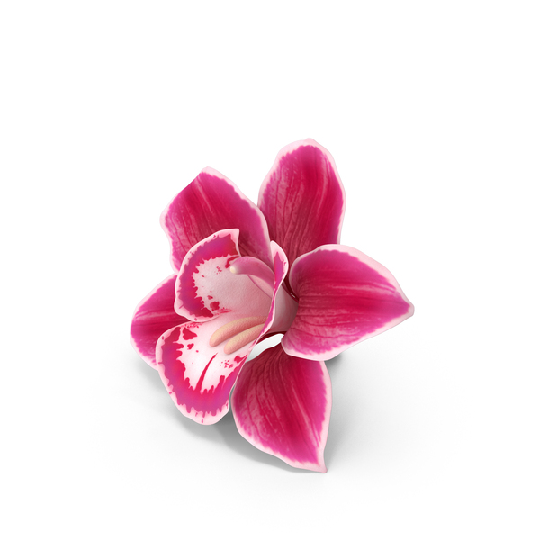 Orchid: Orchids red PNG & PSD Images Orchid: Orchids red PNG & PSD Images