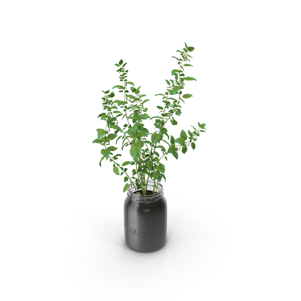 Oregano PNG & PSD Images Oregano PNG & PSD Images