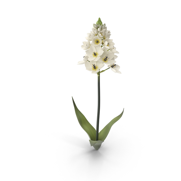 Flowering Plants: Ornithogalum Flower PNG & PSD Images Flowering Plants: Ornithogalum Flower PNG & PSD Images