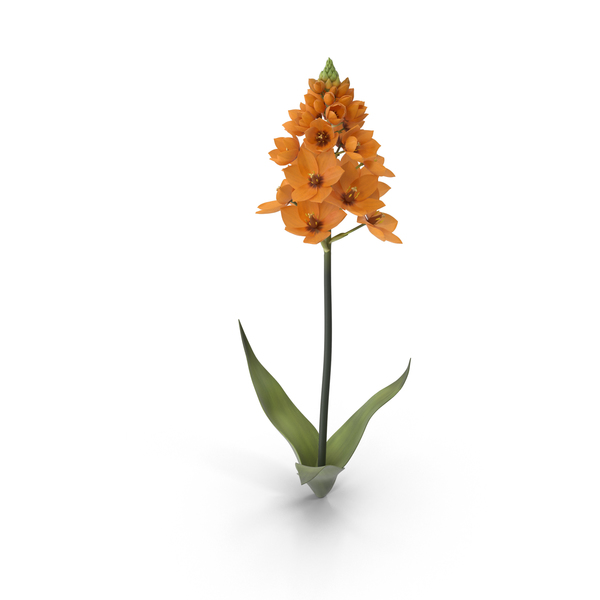 Plants: Ornithogalum Orange PNG & PSD Images Plants: Ornithogalum Orange PNG & PSD Images