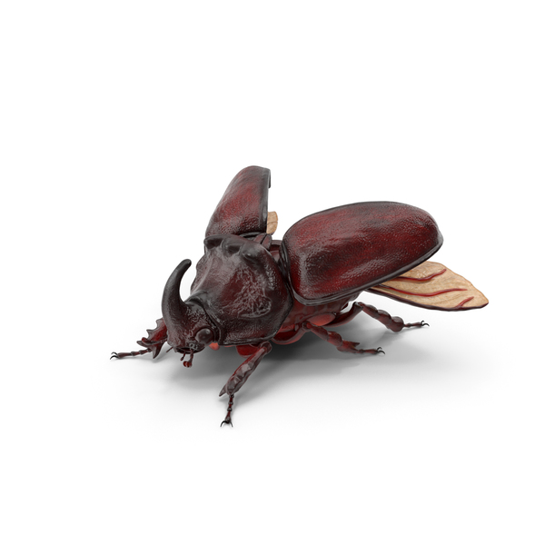 Oryctes Nasicornis Rhinoceros Beetle PNG & PSD Images