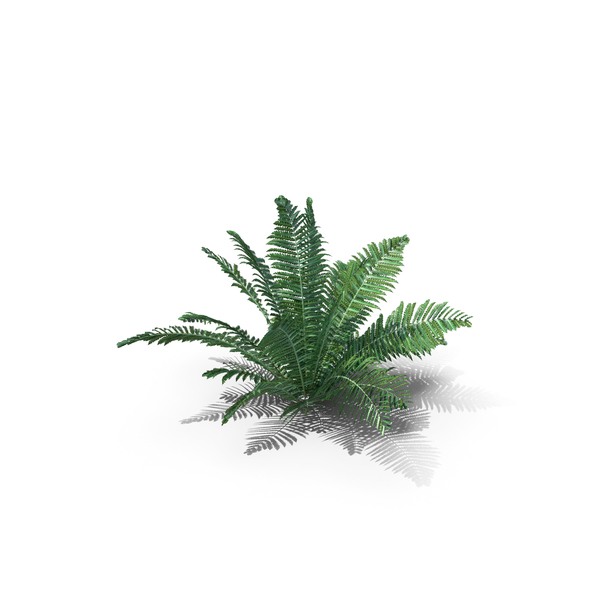 Rock: Ostrich Fern Matteuccia Struthiopteris PNG & PSD Images Rock: Ostrich Fern Matteuccia Struthiopteris PNG & PSD Images