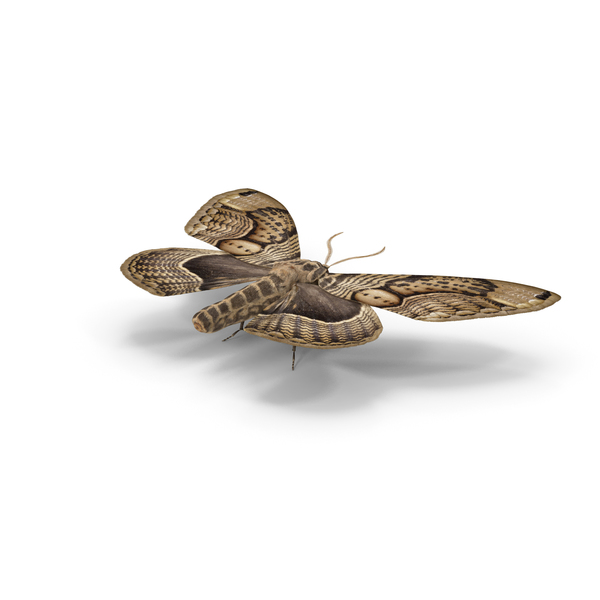 Butterfly: Owl Moth PNG & PSD Images
