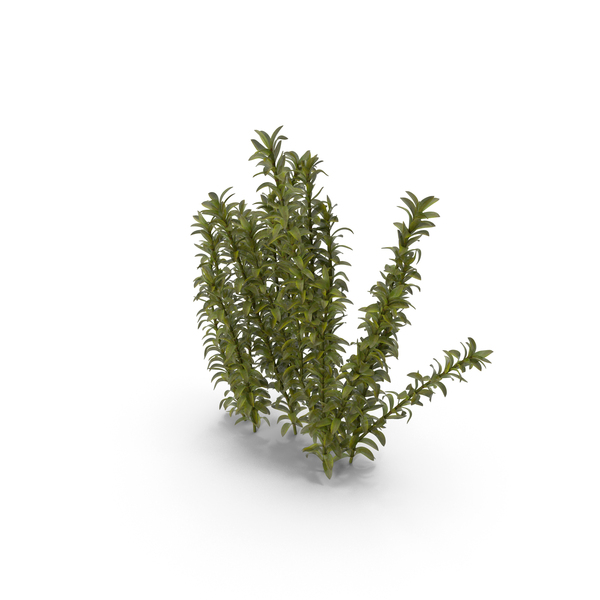 Oxygenation Elodea Plant For Fish Tank PNG Images & PSDs for Download ...