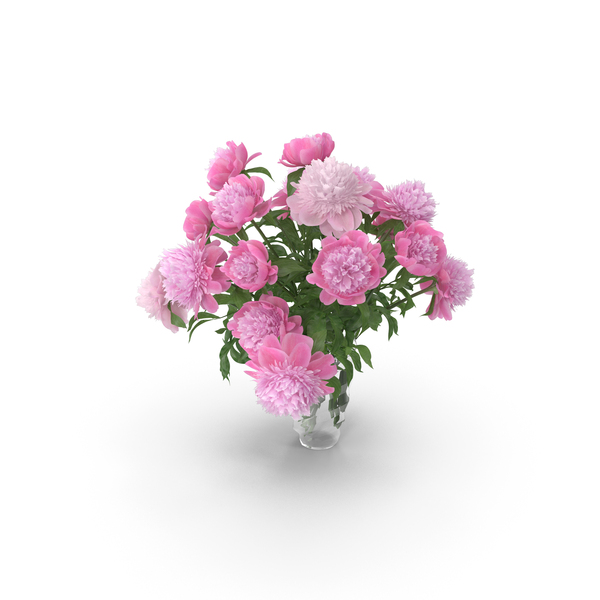 Spiraea: Paeonia Barbara PNG & PSD Images Spiraea: Paeonia Barbara PNG & PSD Images