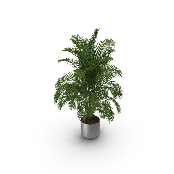 Butterfly: Palm PNG & PSD Images