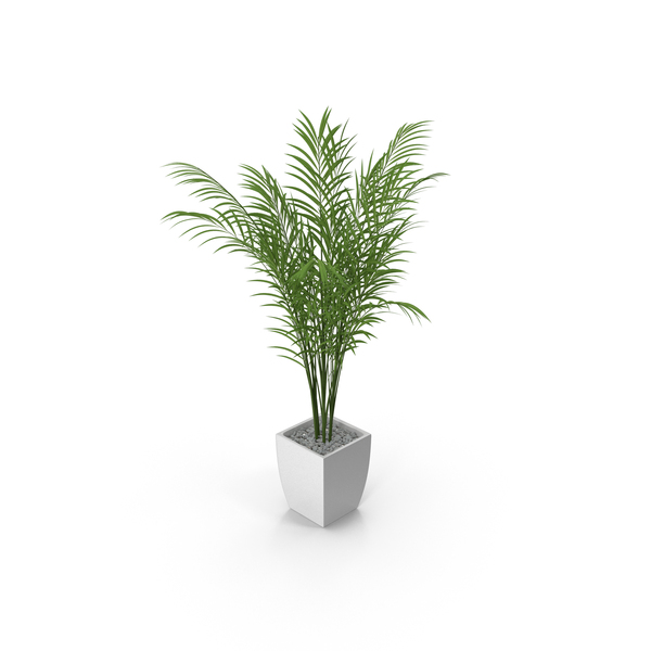 Palm PNG Images & PSDs for Download | PixelSquid - S12150466E