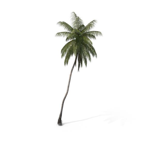 Palm Coconut PNG & PSD Images Palm Coconut PNG & PSD Images