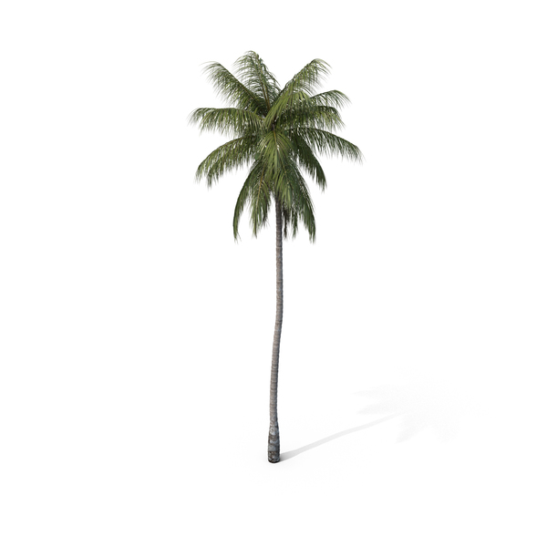 Palm Coconut PNG & PSD Images Palm Coconut PNG & PSD Images