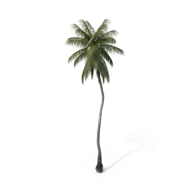 Palm Coconut PNG & PSD Images Palm Coconut PNG & PSD Images
