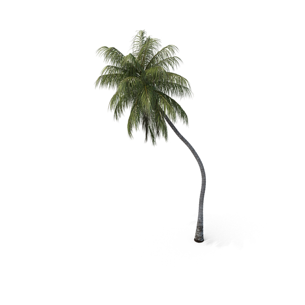 Palm Coconut PNG & PSD Images Palm Coconut PNG & PSD Images