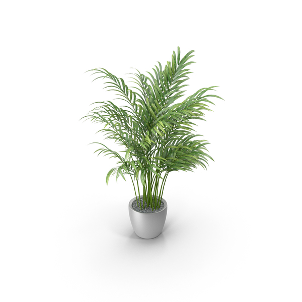 Flower: Palm In Pot PNG & PSD Images Flower: Palm In Pot PNG & PSD Images