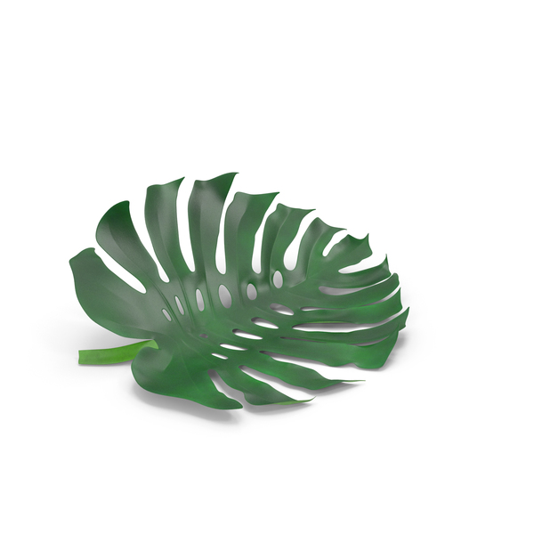 Monstera Plant: Palm Leaves PNG & PSD Images Monstera Plant: Palm Leaves PNG & PSD Images