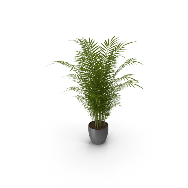 Plants: Palm PNG & PSD Images
