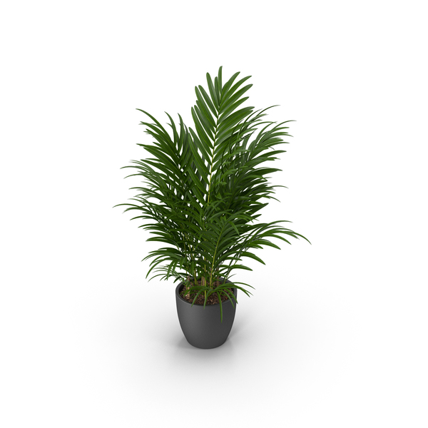 Flower Pot Support: Palm Potted PNG & PSD Images Flower Pot Support: Palm Potted PNG & PSD Images