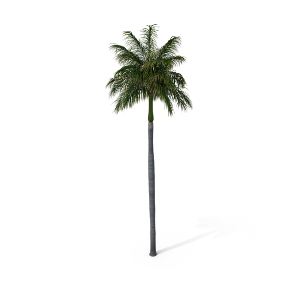Roystonea: Palm Royal PNG & PSD Images