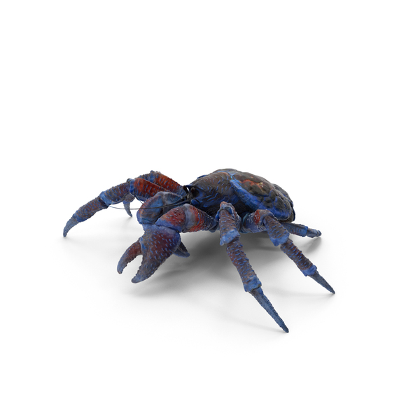 Crab: Palm Thief PNG & PSD Images Crab: Palm Thief PNG & PSD Images