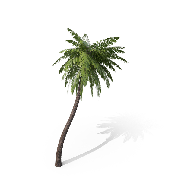 Tree: Palm PNG & PSD Images