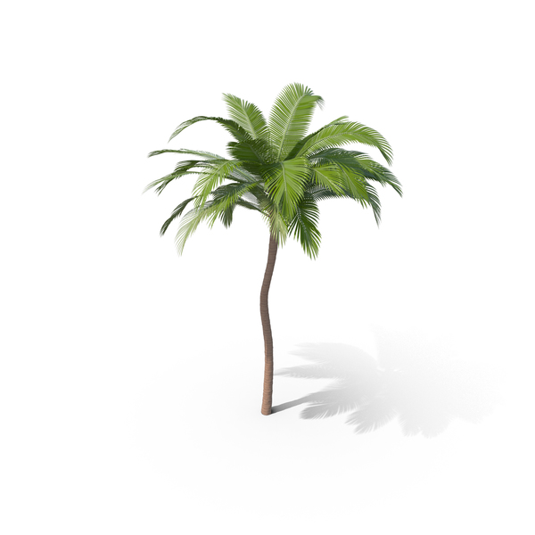 Palm Tree PNG & PSD Images Palm Tree PNG & PSD Images
