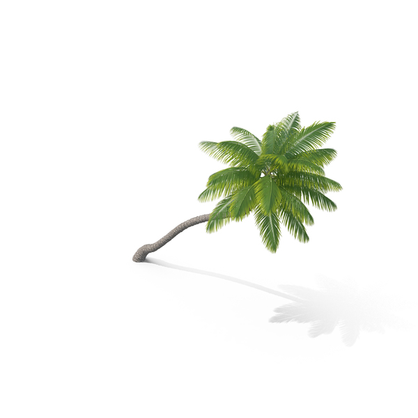 Palm Tree PNG & PSD Images Palm Tree PNG & PSD Images