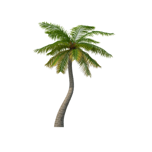 Palm Tree PNG & PSD Images