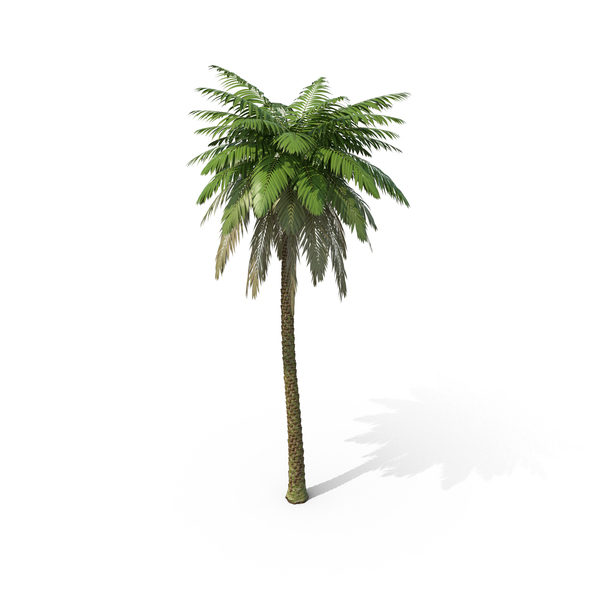Tree: Palm PNG & PSD Images Tree: Palm PNG & PSD Images