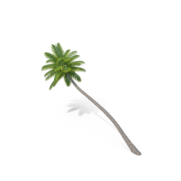Palm Tree PNG & PSD Images Palm Tree PNG & PSD Images