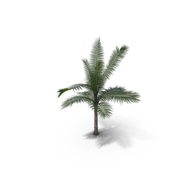 Palm Tree Acanth Phoenix Crinita PNG & PSD Images Palm Tree Acanth Phoenix Crinita PNG & PSD Images