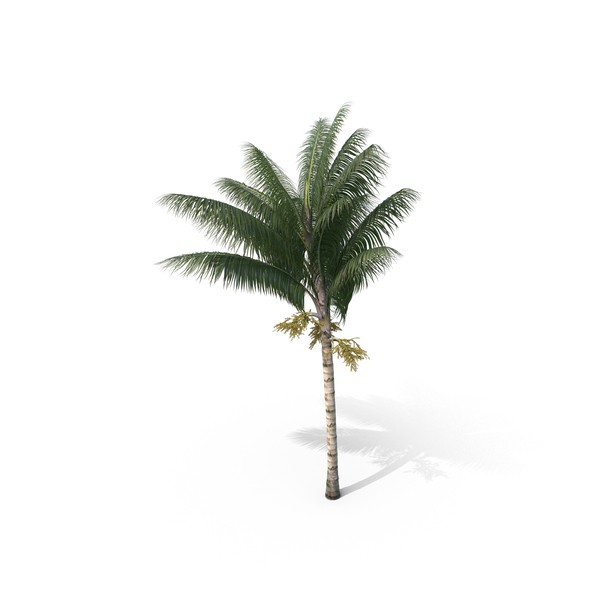 Palm Tree Acanthophoenix Crinita PNG & PSD Images Palm Tree Acanthophoenix Crinita PNG & PSD Images